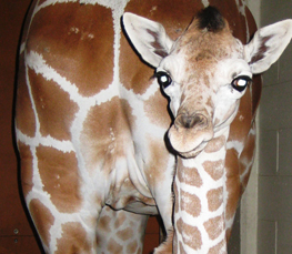 baby giraffe picture