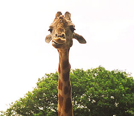 funny face giraffe