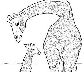 giraffe coloring drawing