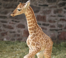 infant giraffe