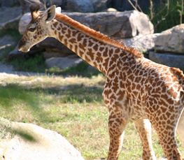 nice baby giraffe
