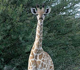 baby giraffe pic