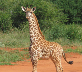 baby giraffe photograhp