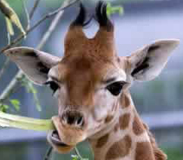 baby giraffe eating