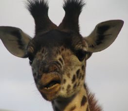 funny giraffe picture