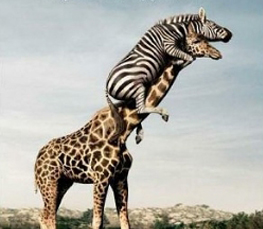 funny giraffe photo