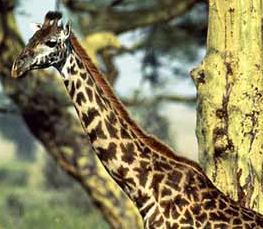 adult giraffe