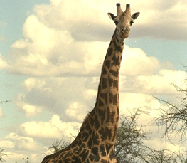 adult giraffe pic
