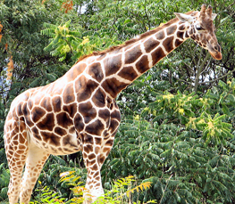 adult giraffe picture