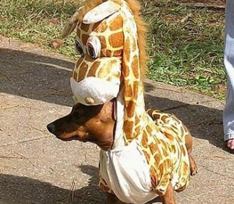 funny giraffe