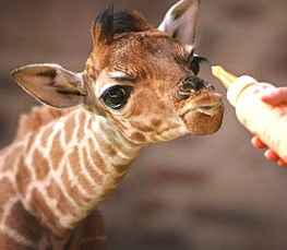 baby giraffe drinking