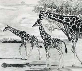 giraffe family drawing