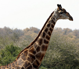 adult giraffe picture