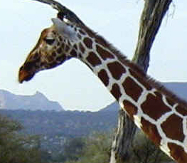 adult giraffe photo