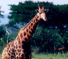 adult giraffe photograph