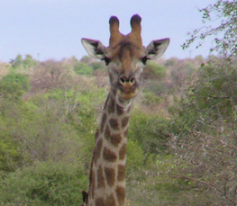adult giraffe photo