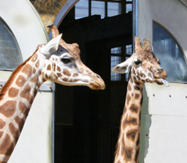funny giraffe photograph