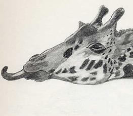 giraffe drawings