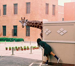 funny giraffe in city