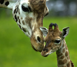 mother and baby giraffe