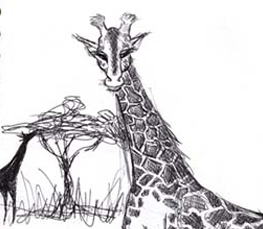 nice giraffe drawing