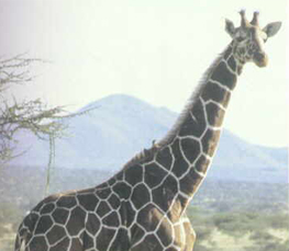 giraffe picture