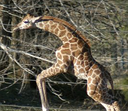 super baby giraffe