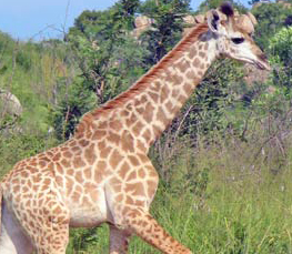 tall baby giraffe