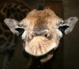 weird baby giraffe